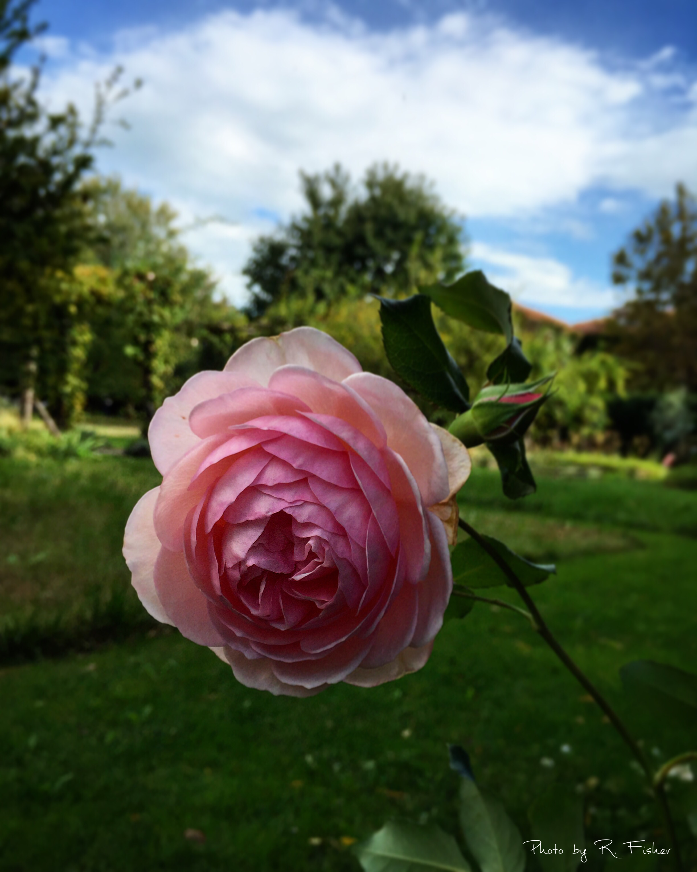 "Just one perfect Rose"