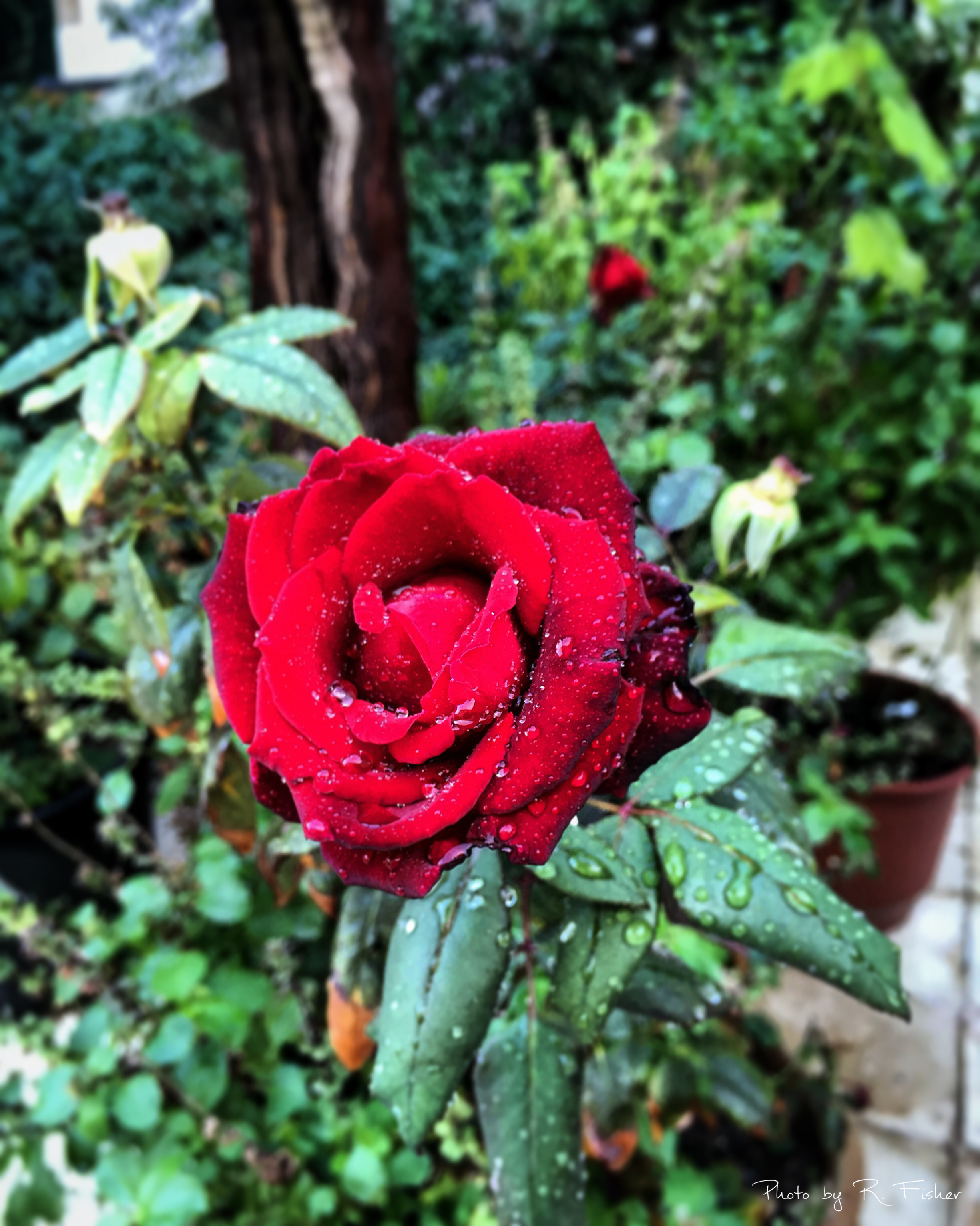 "A beautiful Rose"