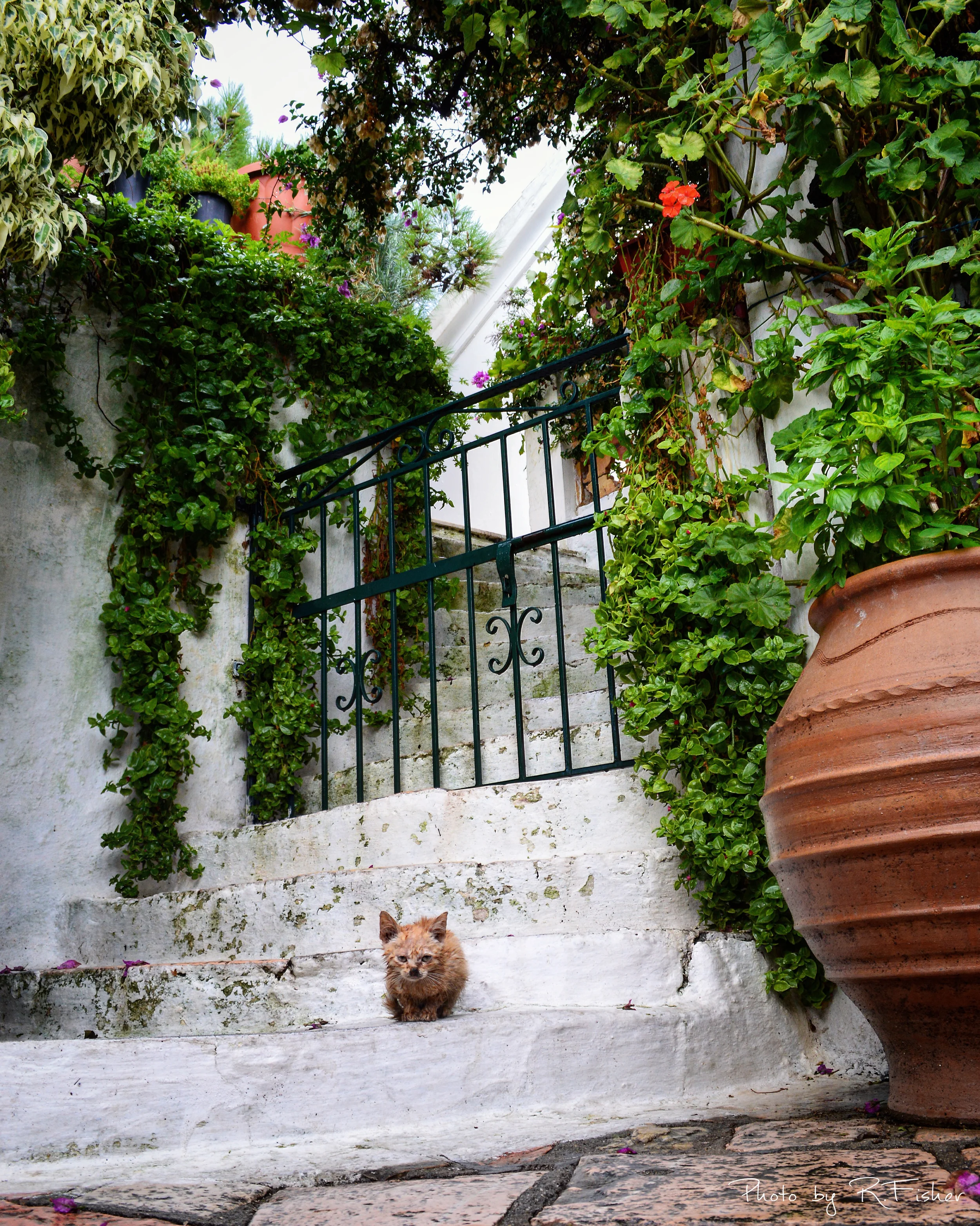 "Corfu and Cats"