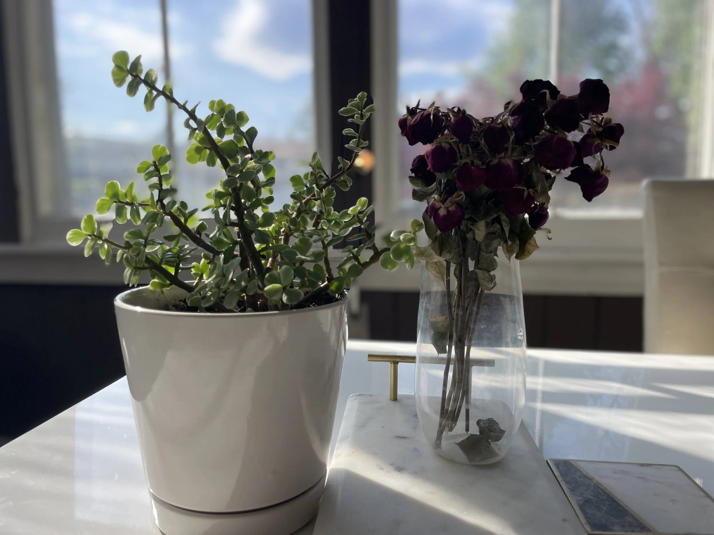 portfolio katie james dried roses.jpg