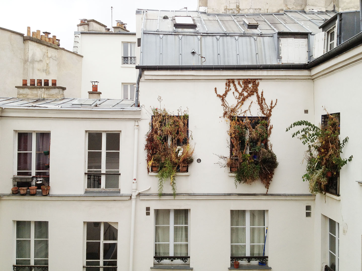   Wild Windows, Paris  