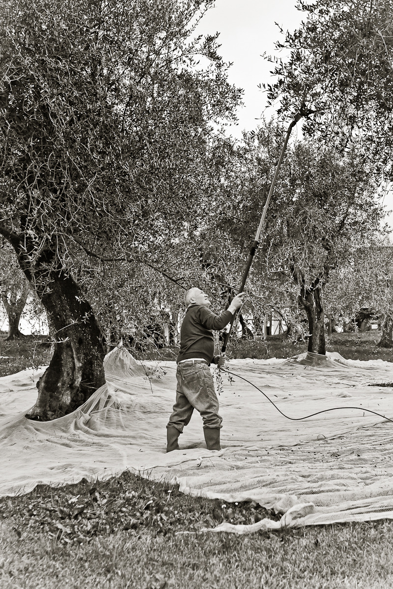 vc olive harvest 20101113 - 0034.jpg
