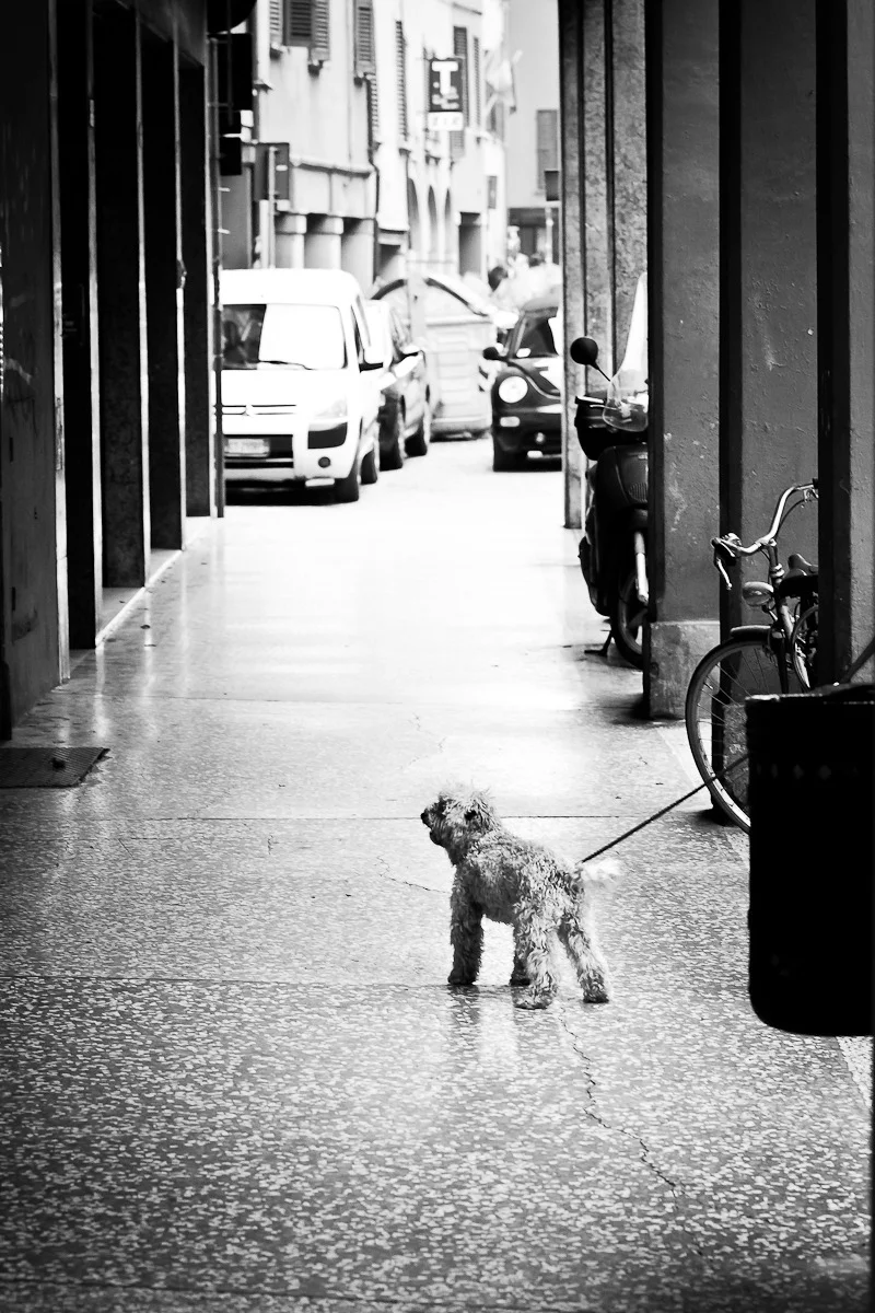 bologna 20101110 - 0120.jpg