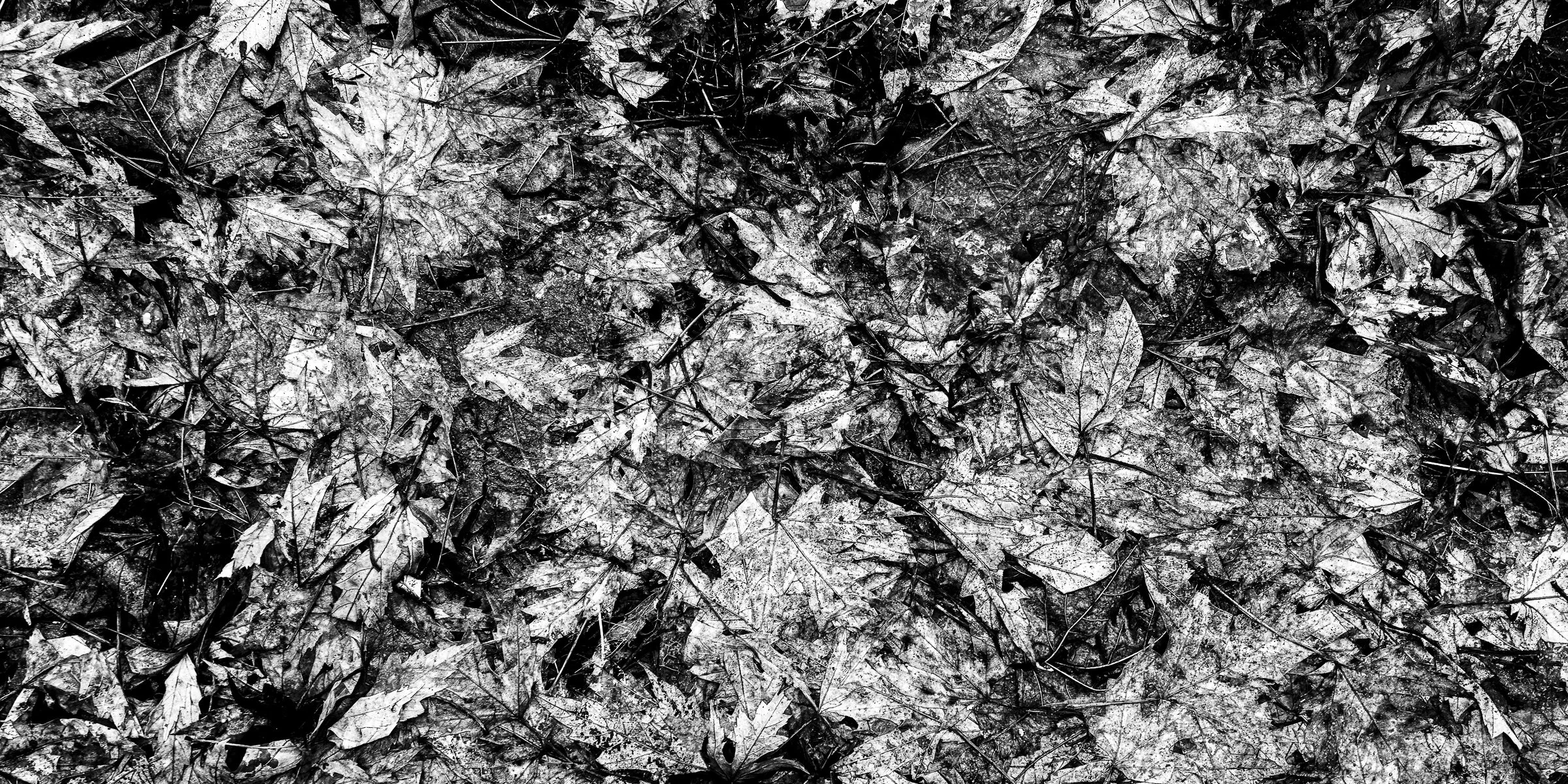 Monochromatic Study 1.1
