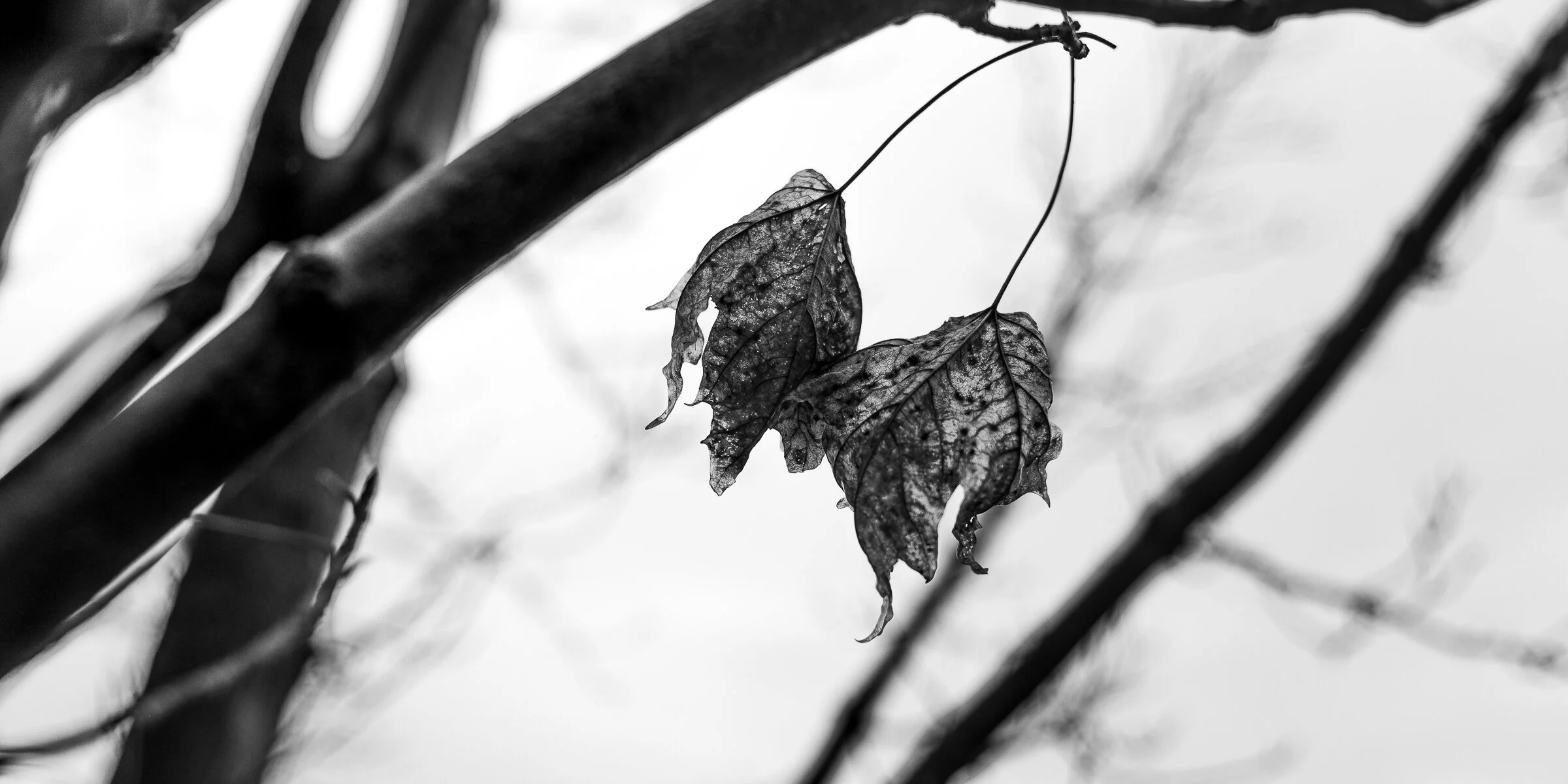 Monochromatic Study 3.3: Hanging On