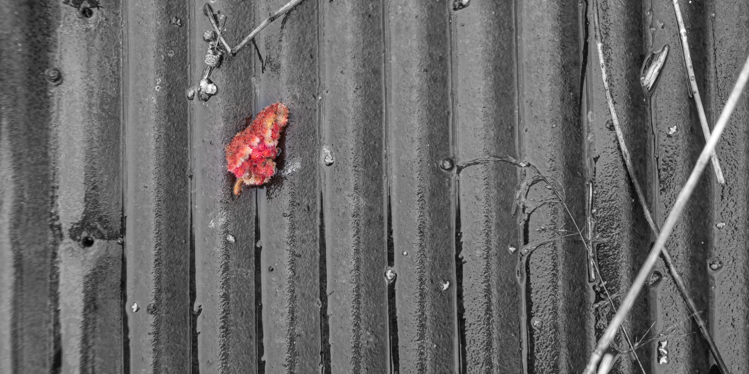 (Nearly) Monochromatic Study 7.3: Left Behind