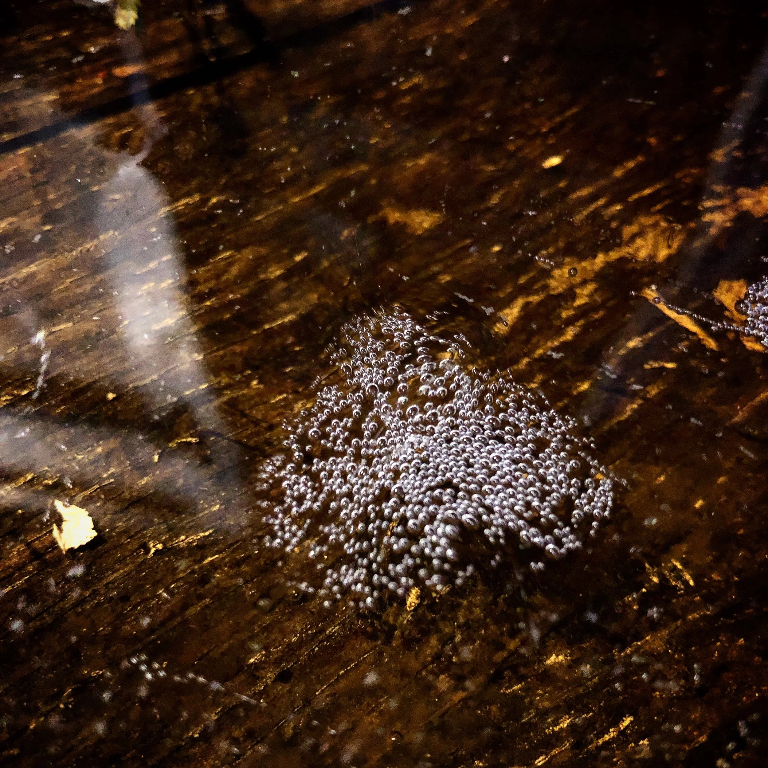 Winter Textures