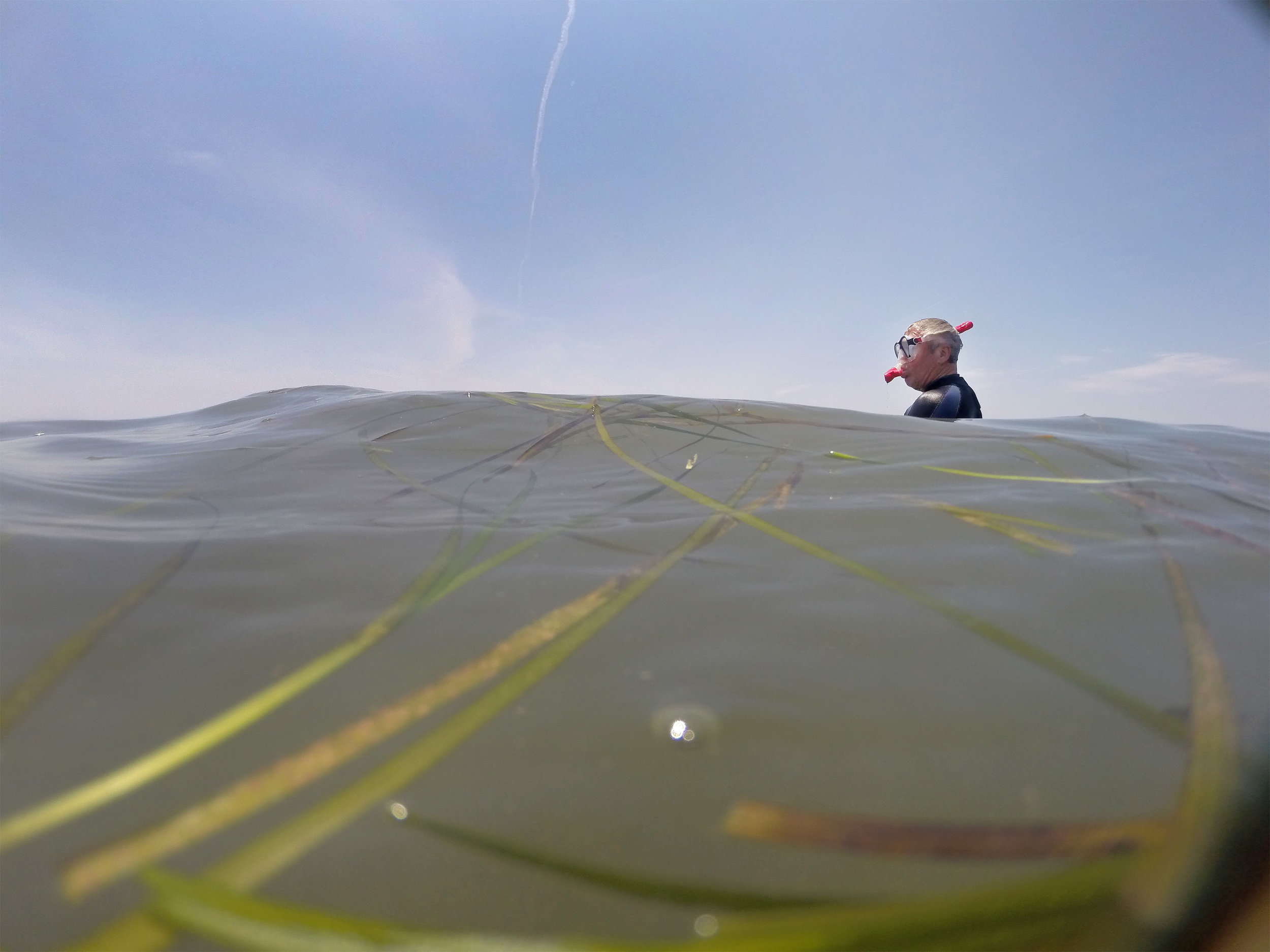  Walter Childs, a volunteer from Cape Charles, collects eelgrass seeds from the South Bay off the Eastern Shore of Virginia to help the Virginia Institute of Marine Science and The Nature Conservancy with their campaign to restore eelgrass to Virgini