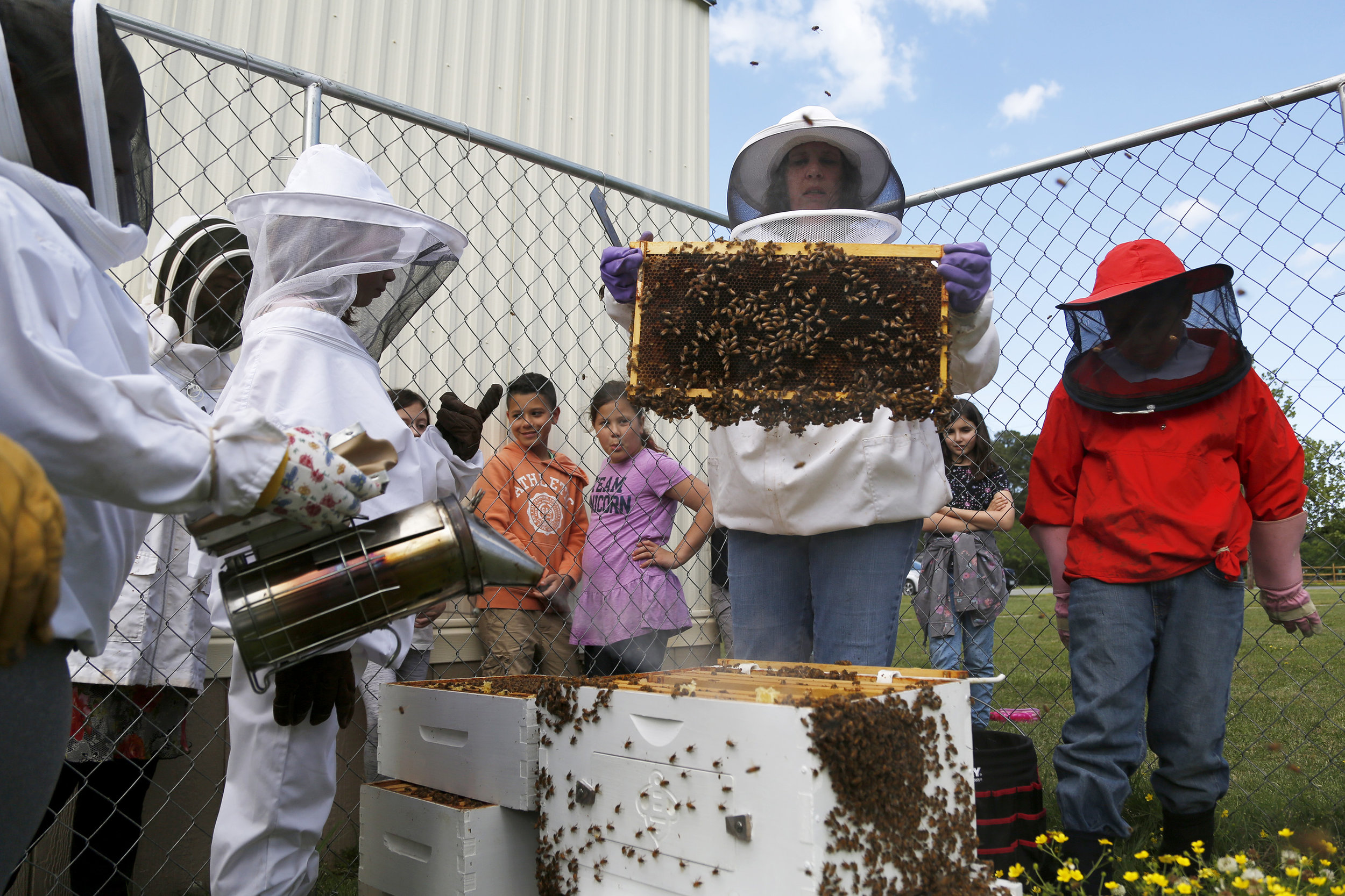  Teacher Kathy Kilgore, center, holds up a frame covered in bees from the beehive to be inspected by the Langley Bee Club at Samuel P. Langley Elementary School in Hampton, VA, on May 9, 2019. This after school program is made up of about 12 students