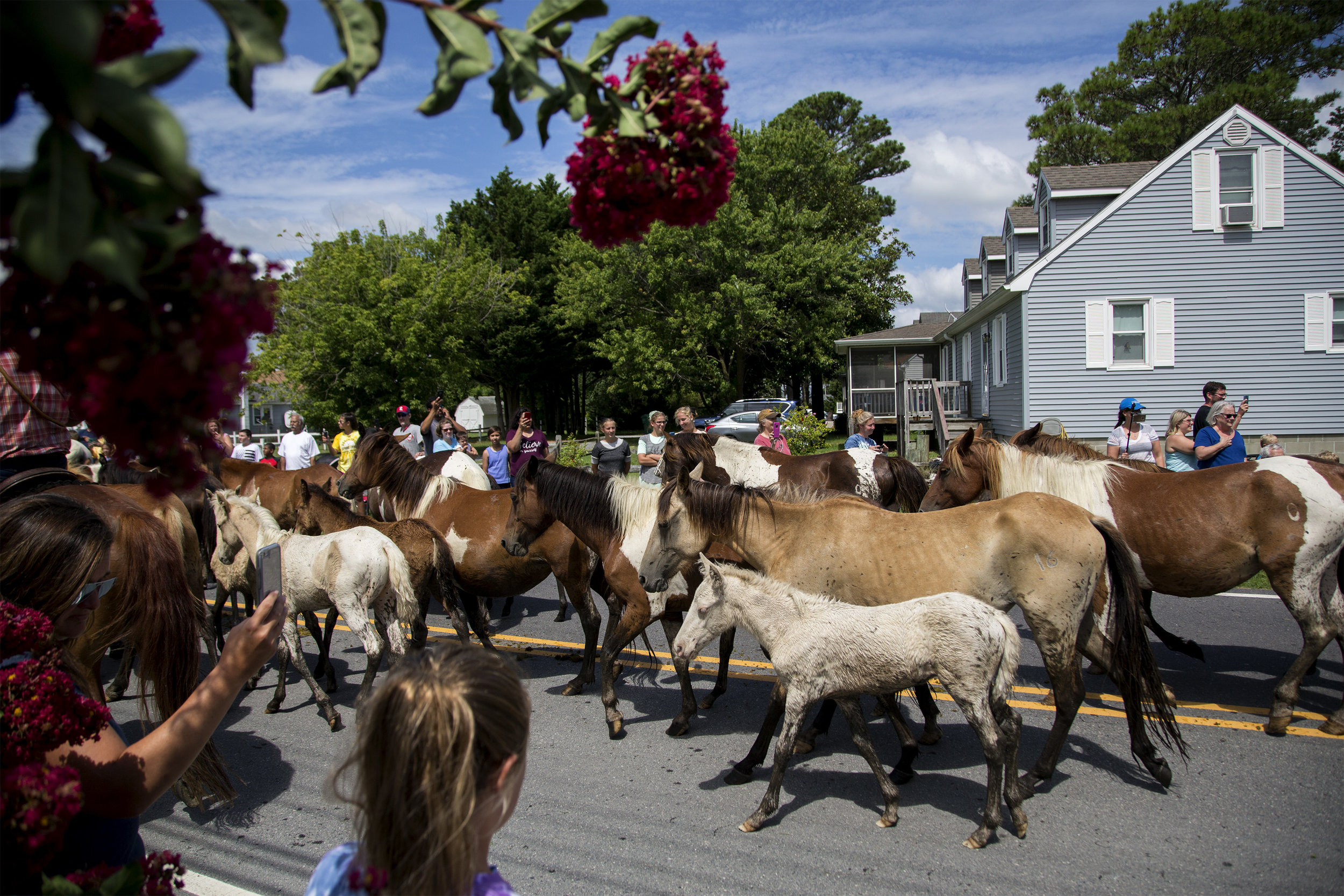  Wild ponies are paraded down Ridge Road after swimming across the Assateague Channel during the 94th annual Pony Swim in Chincoteague, VA, on Wednesday, July 24, 2019. 