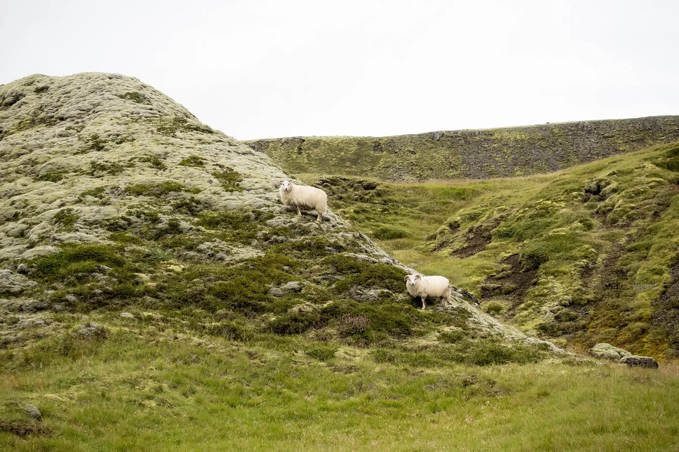  Two sheep pose for a portrait in Iceland in September 2025.  