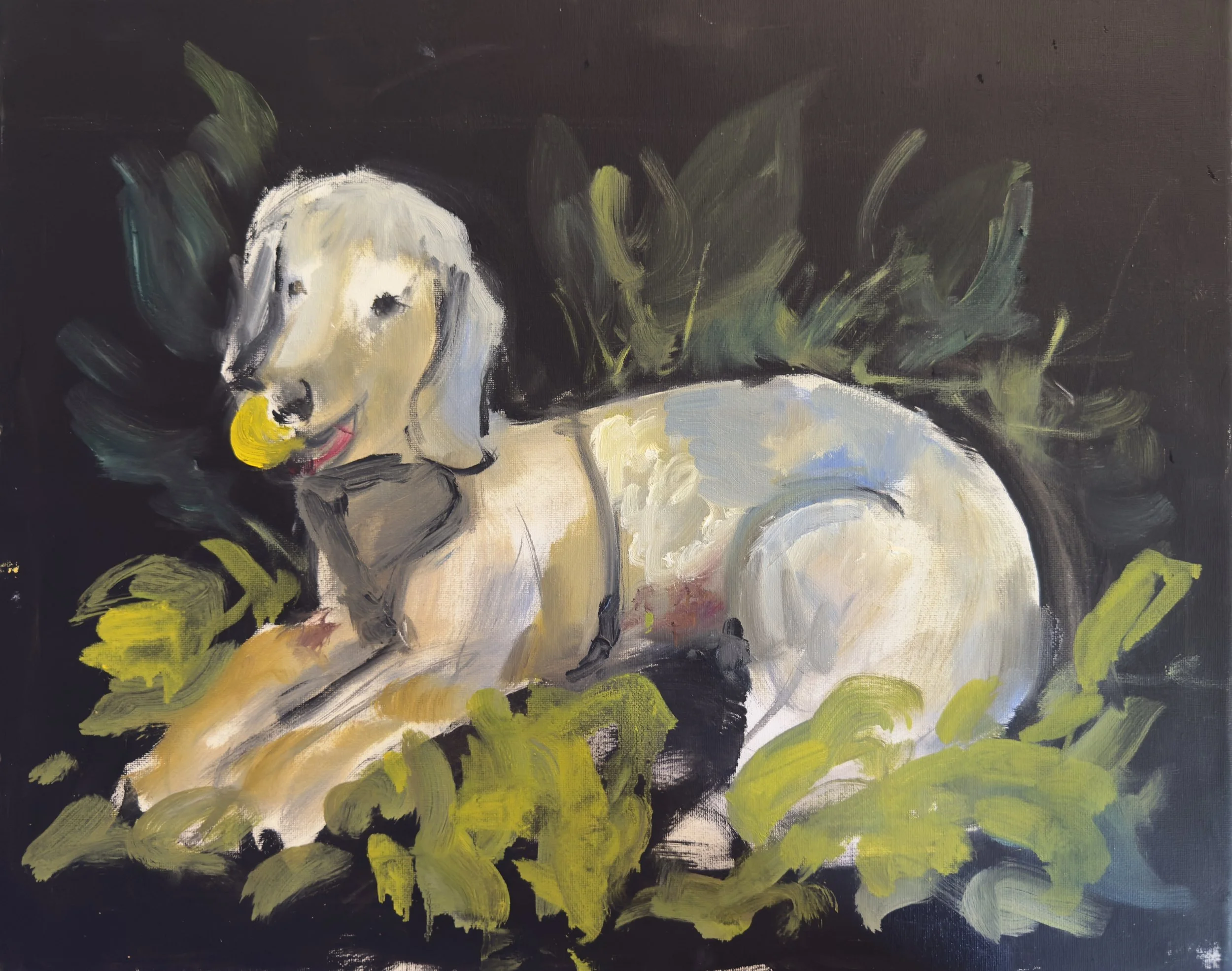 Oil portrait of a white dog by Kristin Witbeck Lee