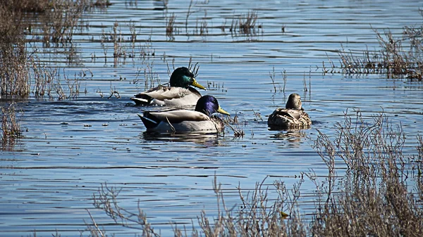 IMG_0551.jpg