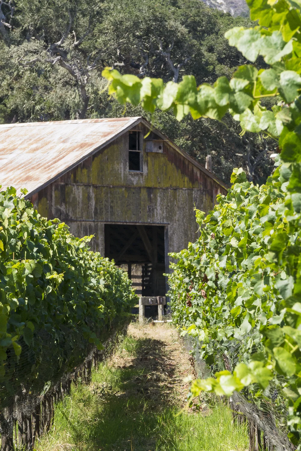 wine_-20.jpg