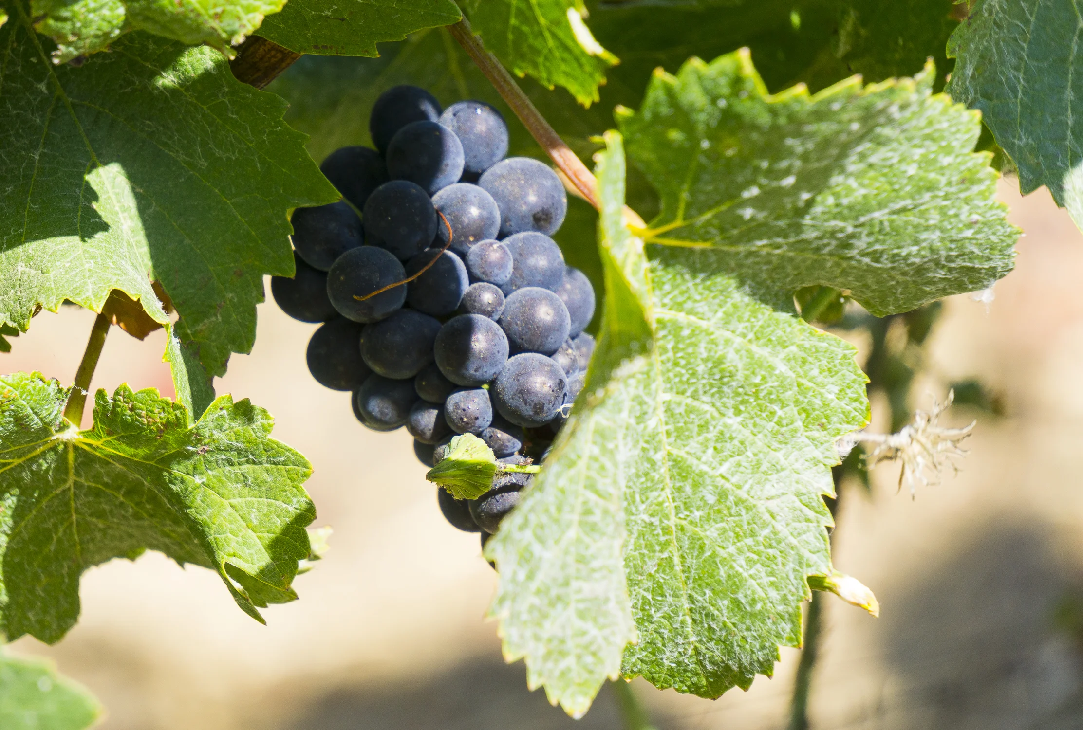 wine_-6.jpg