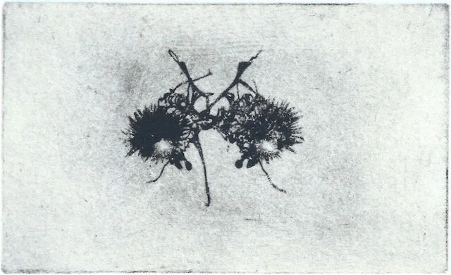 insects 1 x4 (3).jpeg