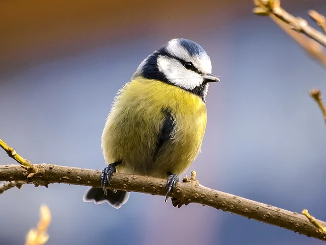 blue-tit-2397979_640.jpg