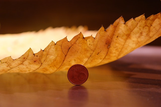 elm-leaf-mountain-elm-macro-close.jpg