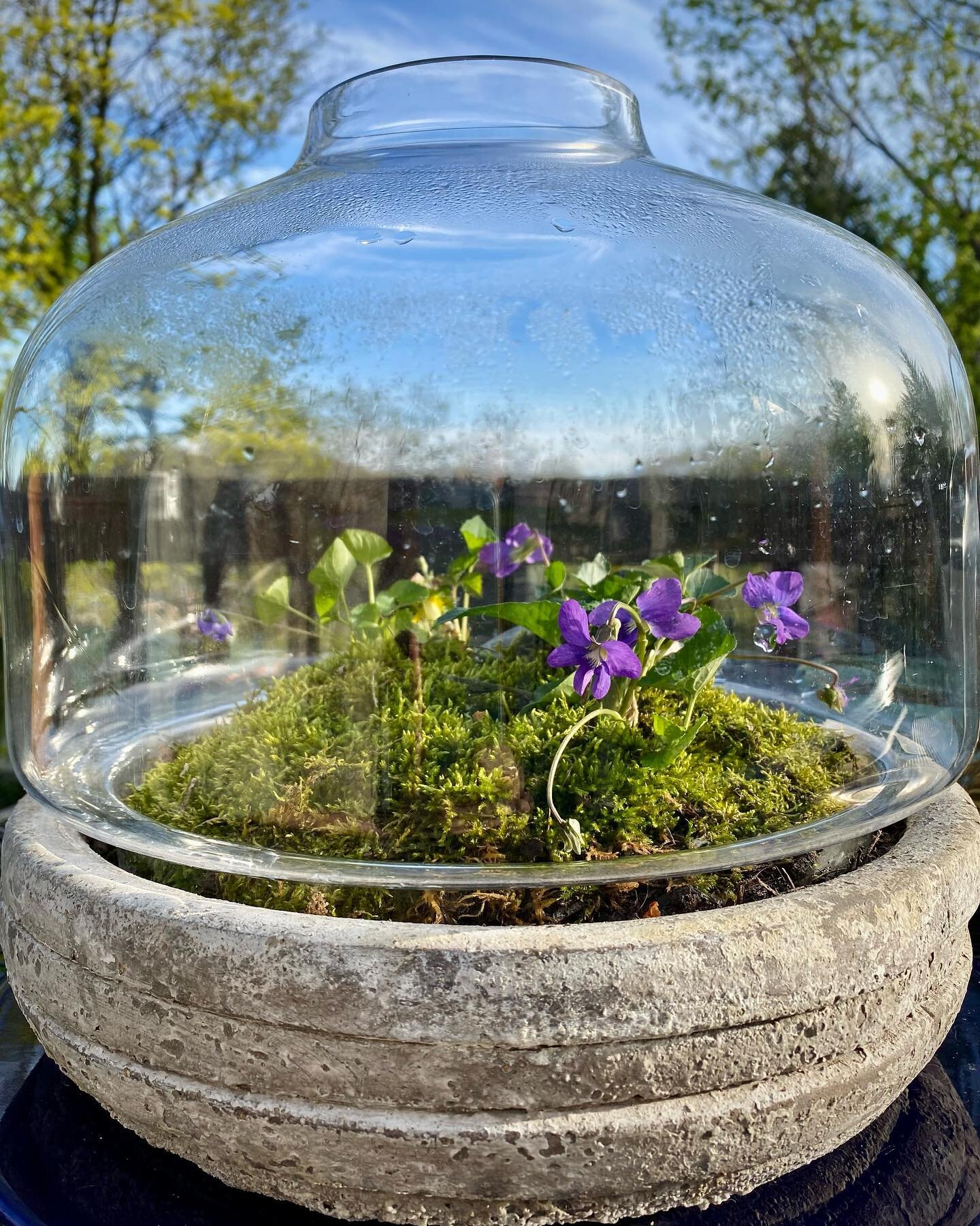 Since I just installed an new abstract painting show yesterday (more info on that coming next week), I&rsquo;m feeling free to share my other recently creative efforts (non-painting!).
&hellip;
#terrariumgardening #terrarium #wildviolets #mossgarden 