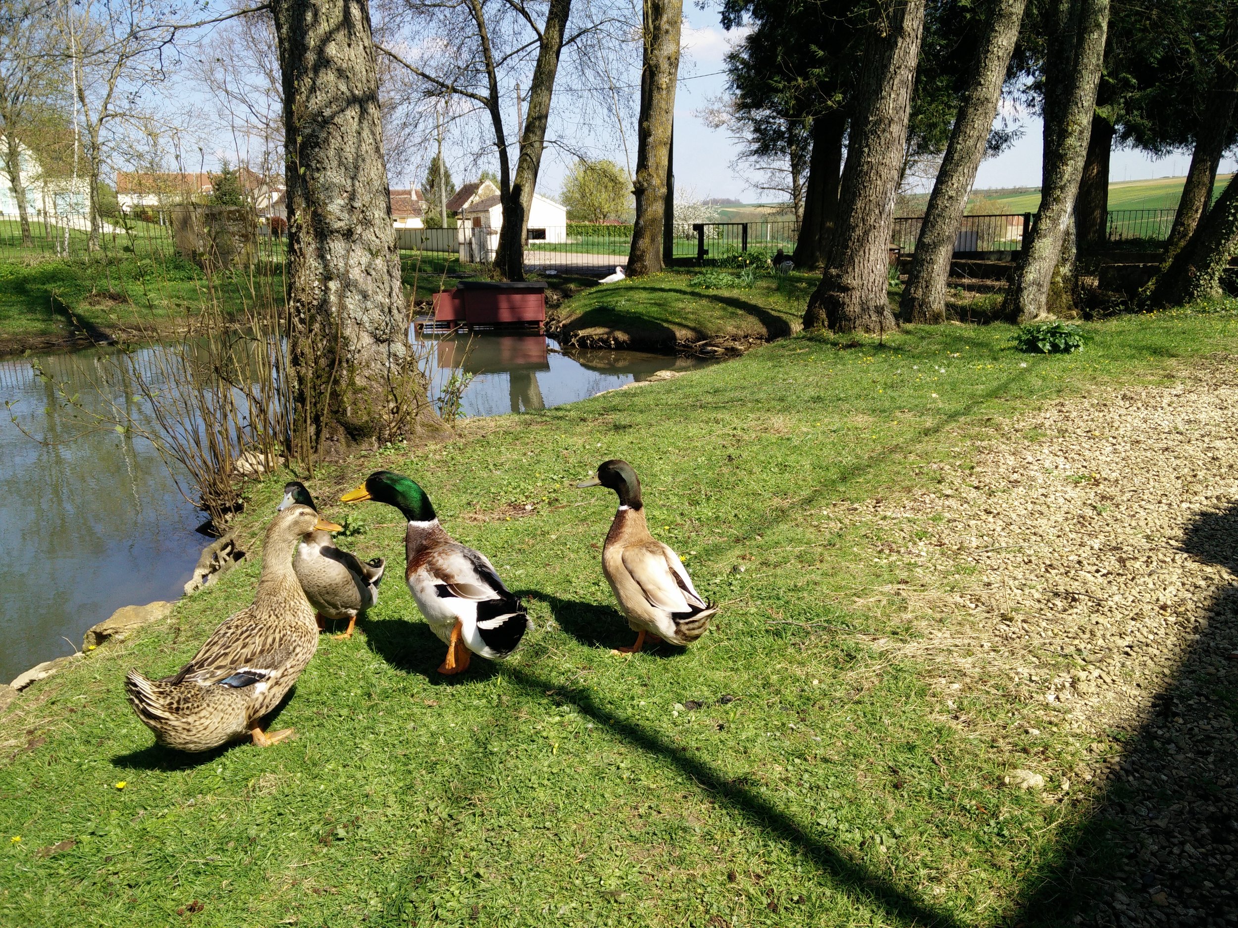 Le jardin et les canards