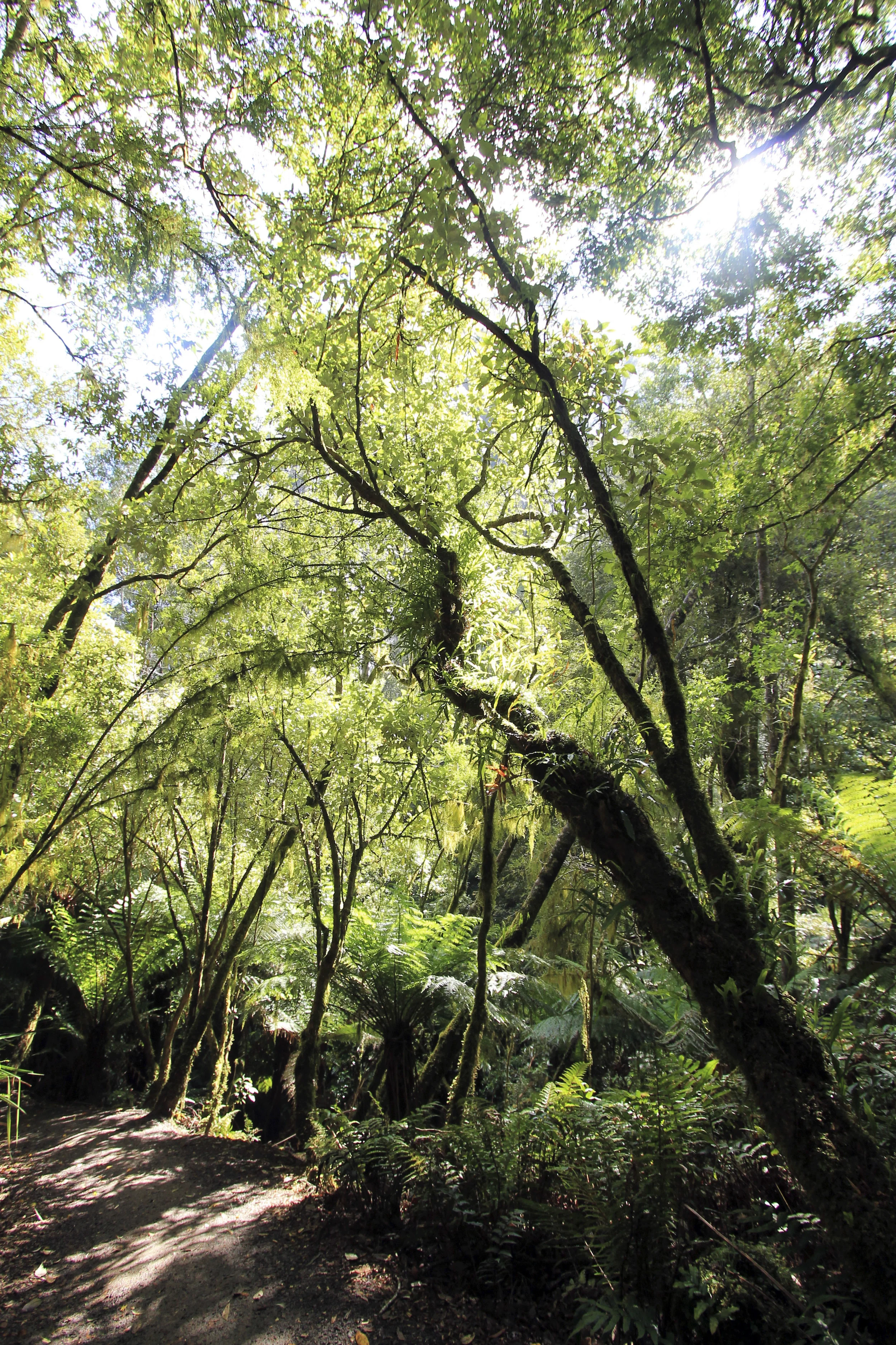 great-otways-national-park-victoria-australia-trees-ferns-hiking.jpg