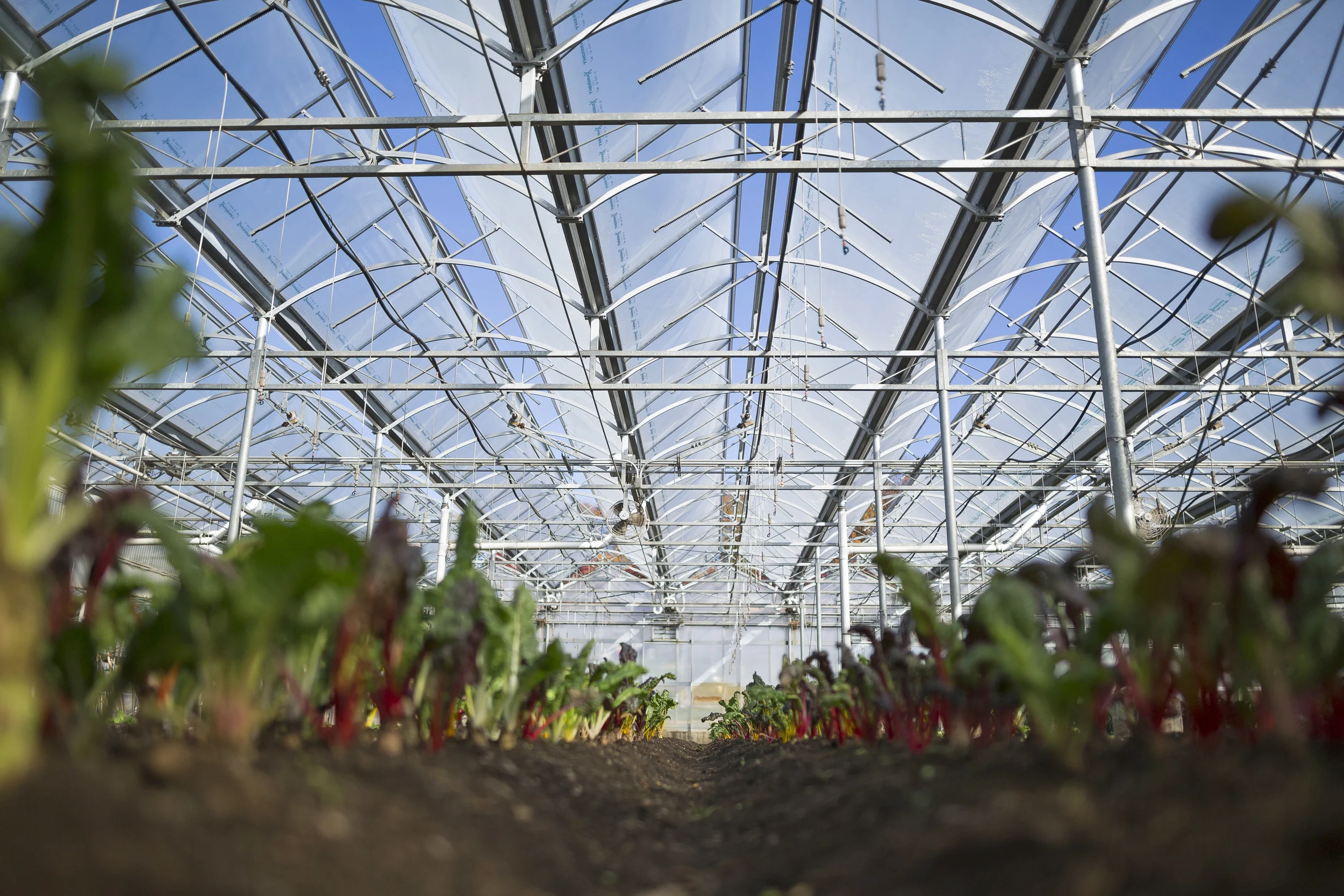 New York Farm and Food Photographer Greenhouse
