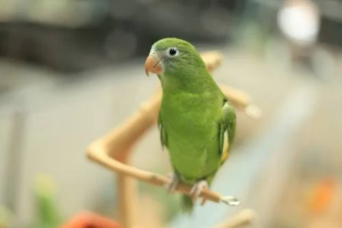 43 Bird Pet Store Long Island Stock