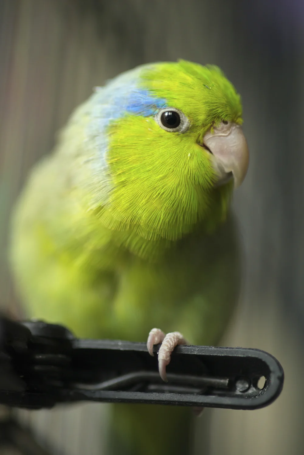 Pet Spotlight Canary Winged Bebe Parrots Pet Spotlight Canary Winged Bebe Parrots
