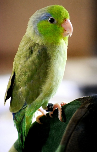 Photo source: wikimedia
