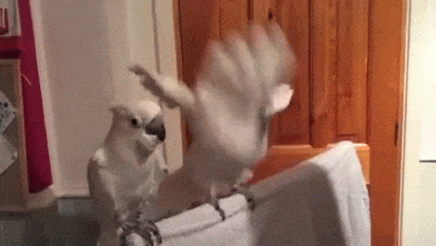 Cockatoo.gif