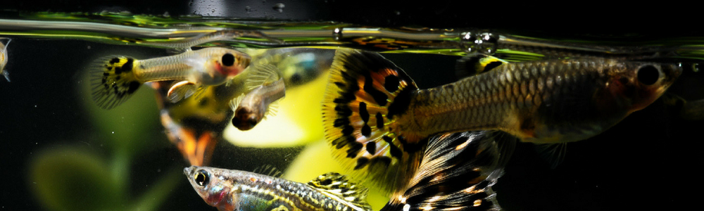 Why Is My Fish Nipping Fins