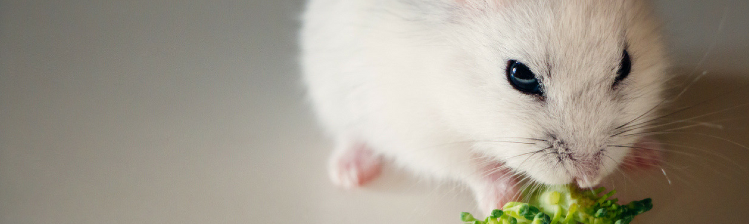 Russian Dwarf Hamster | Hamsters For Sale Nassau County