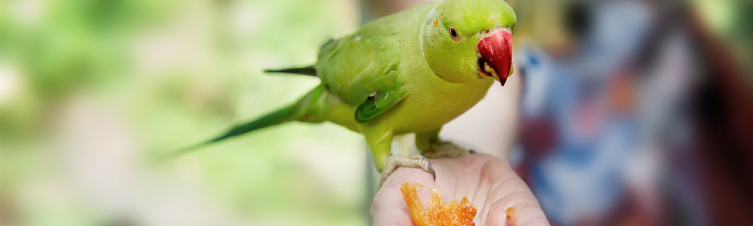 For Birds Only - Blog Photo TEmplate.png