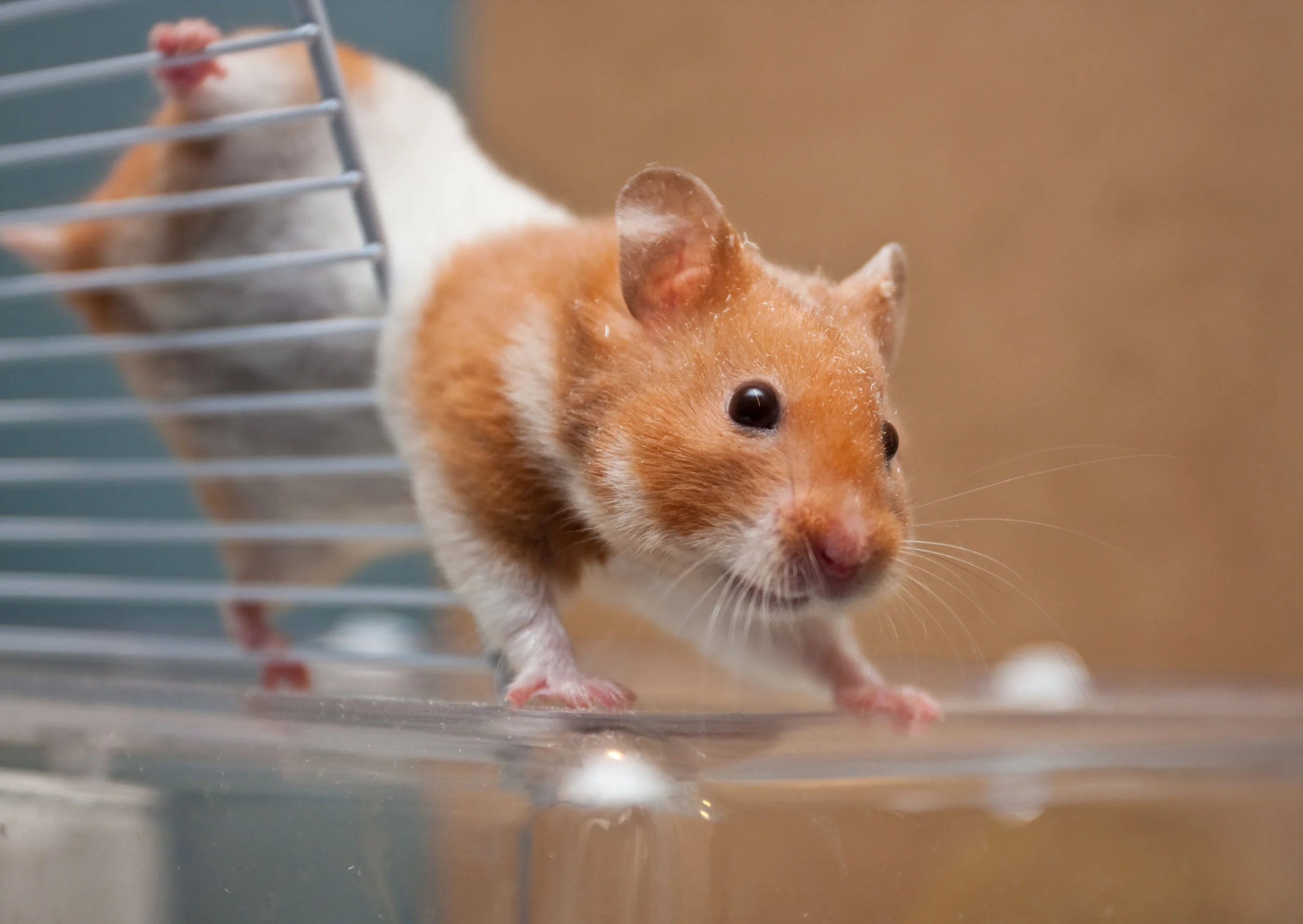 Up Close of Hamster | Hamsters for Sale Nassau County | Suffolk County