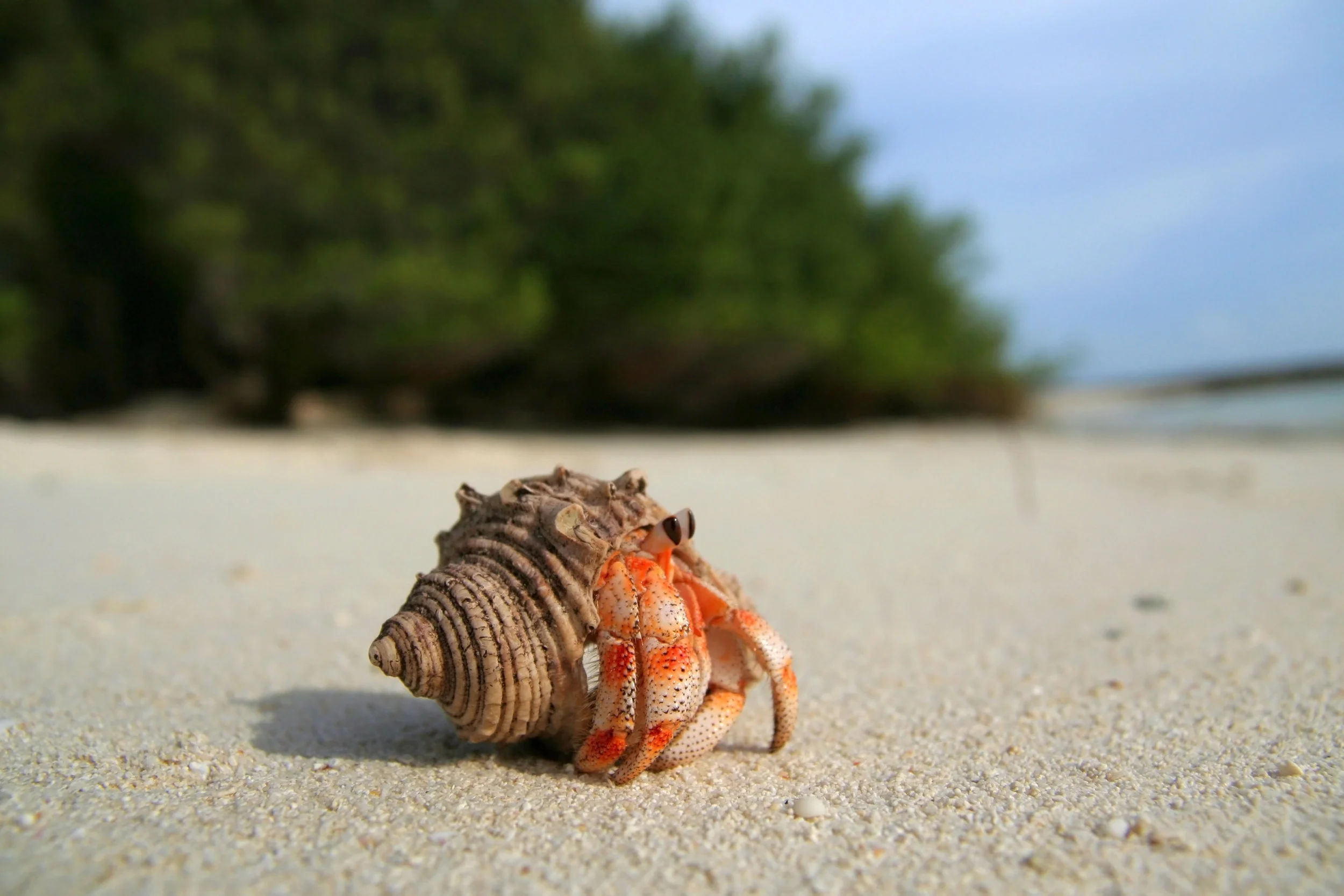 Hermit Crab - For Birds Only - January 24, 2018.jpg