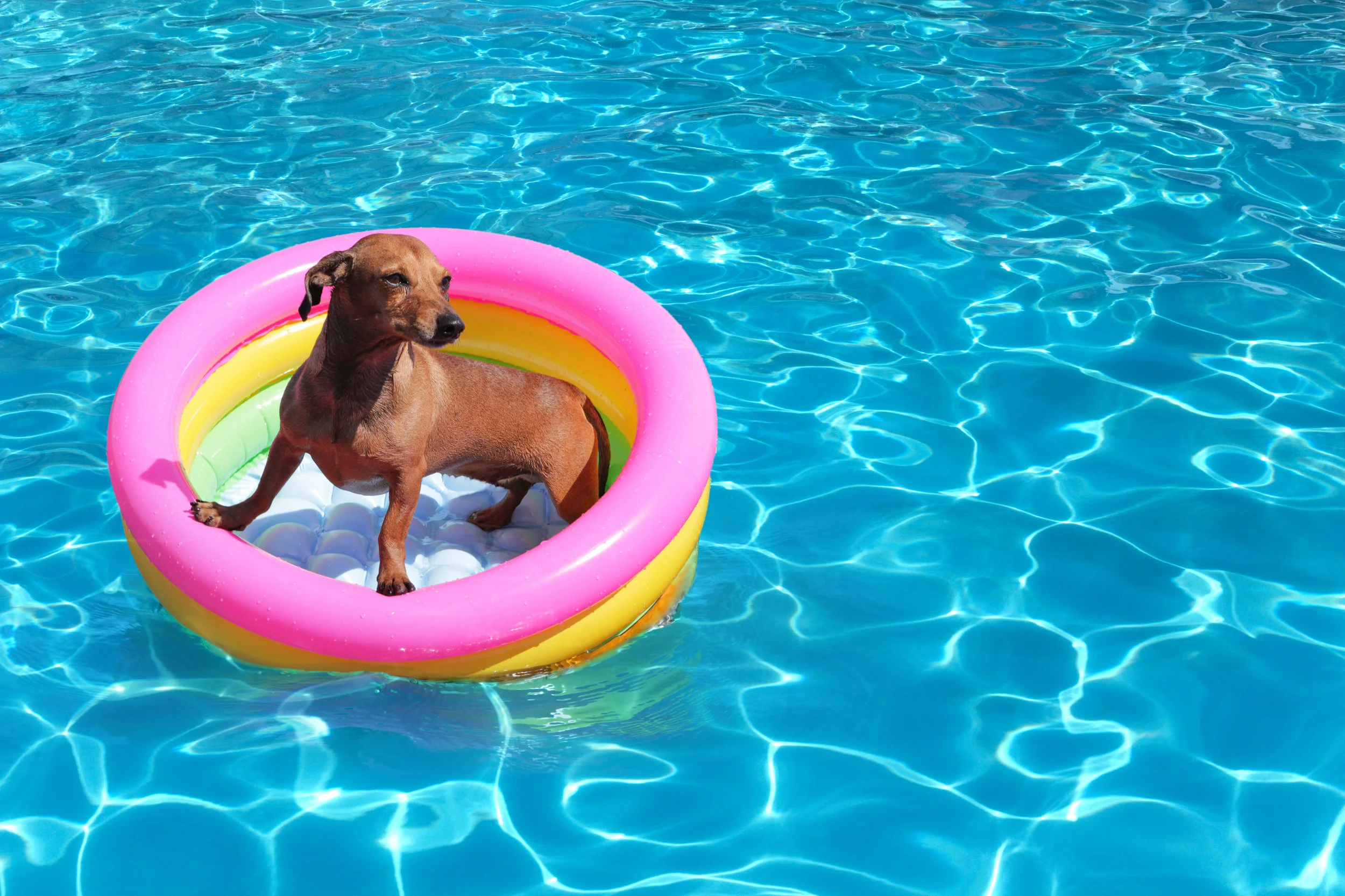 Dog Pool - May 30, 2018.jpg