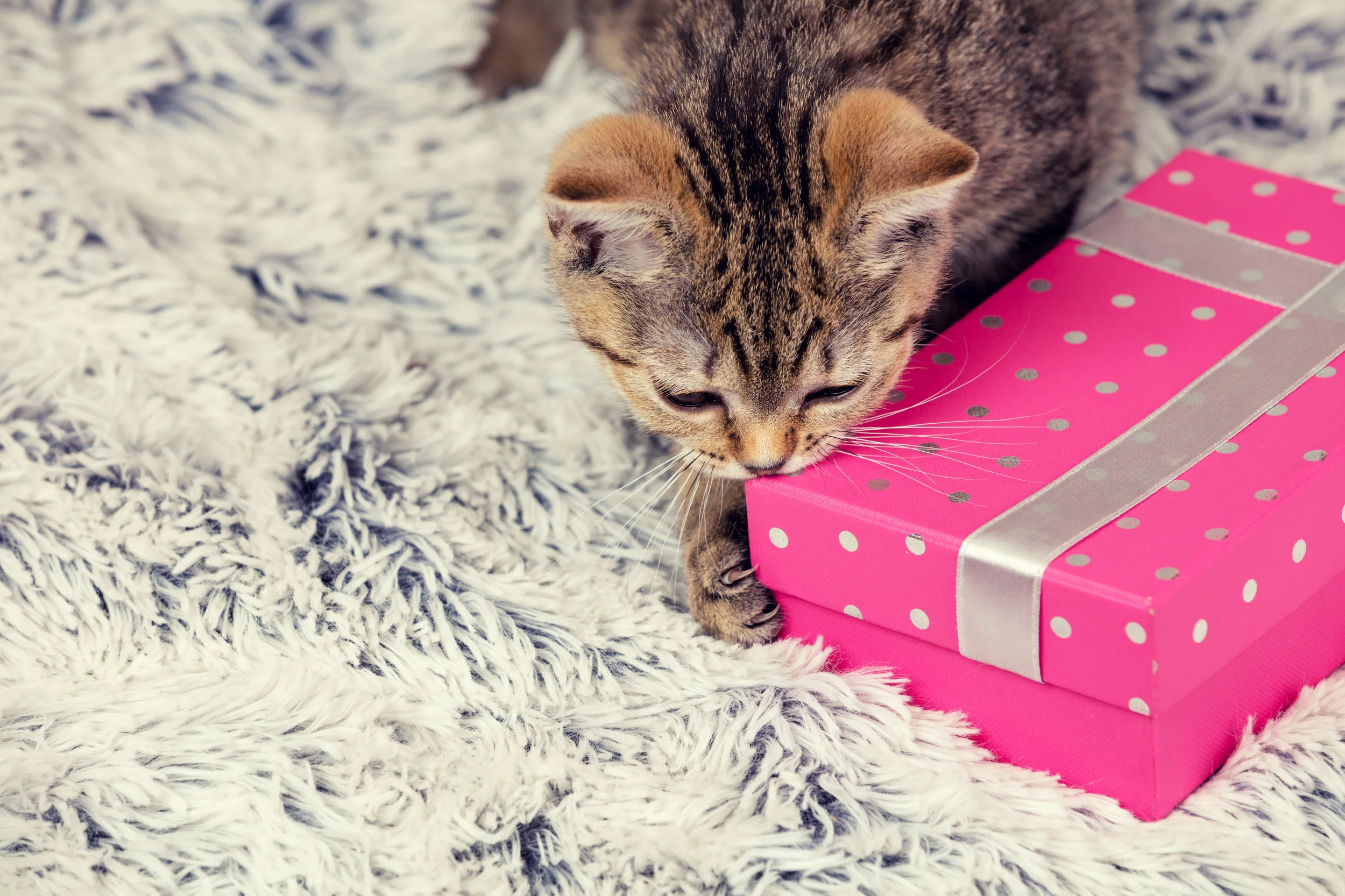 Cat Birthday - June 6, 2018.jpg