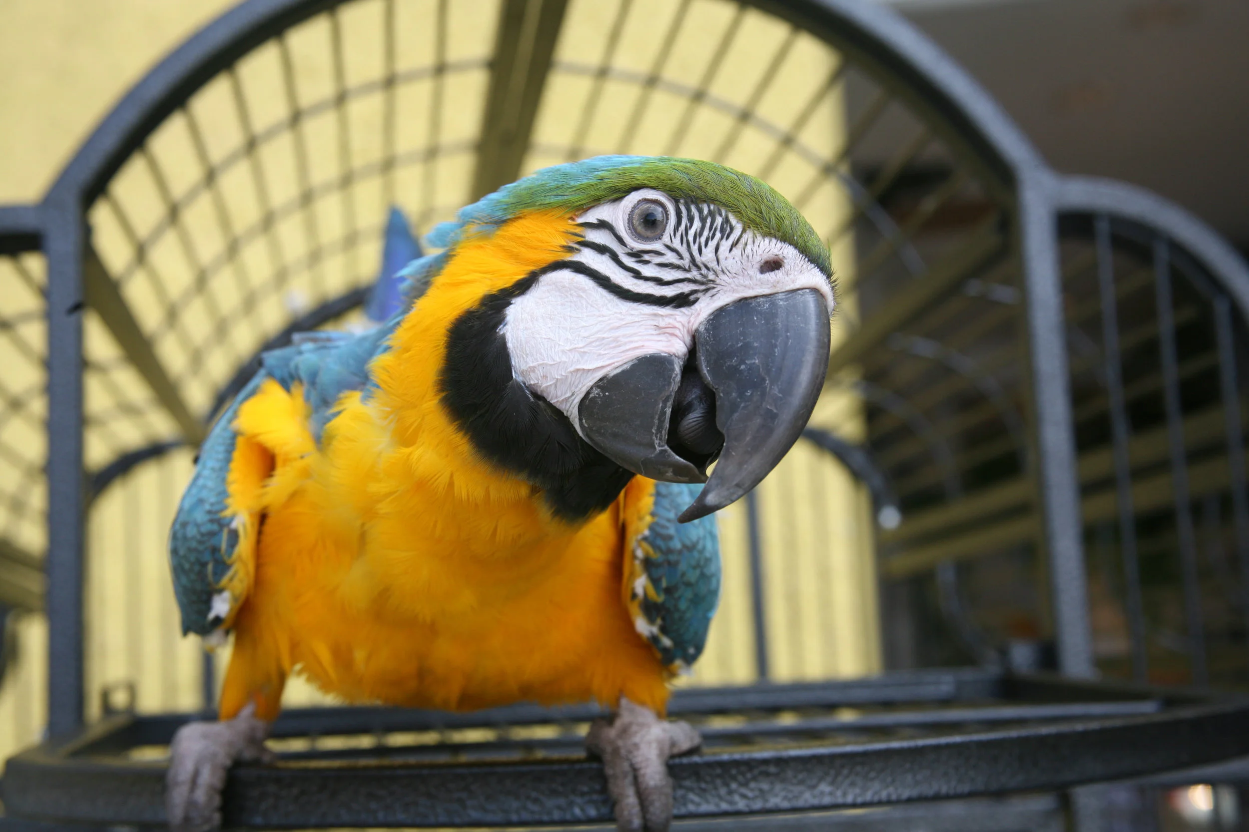 Macaw - Bird Cage.jpg