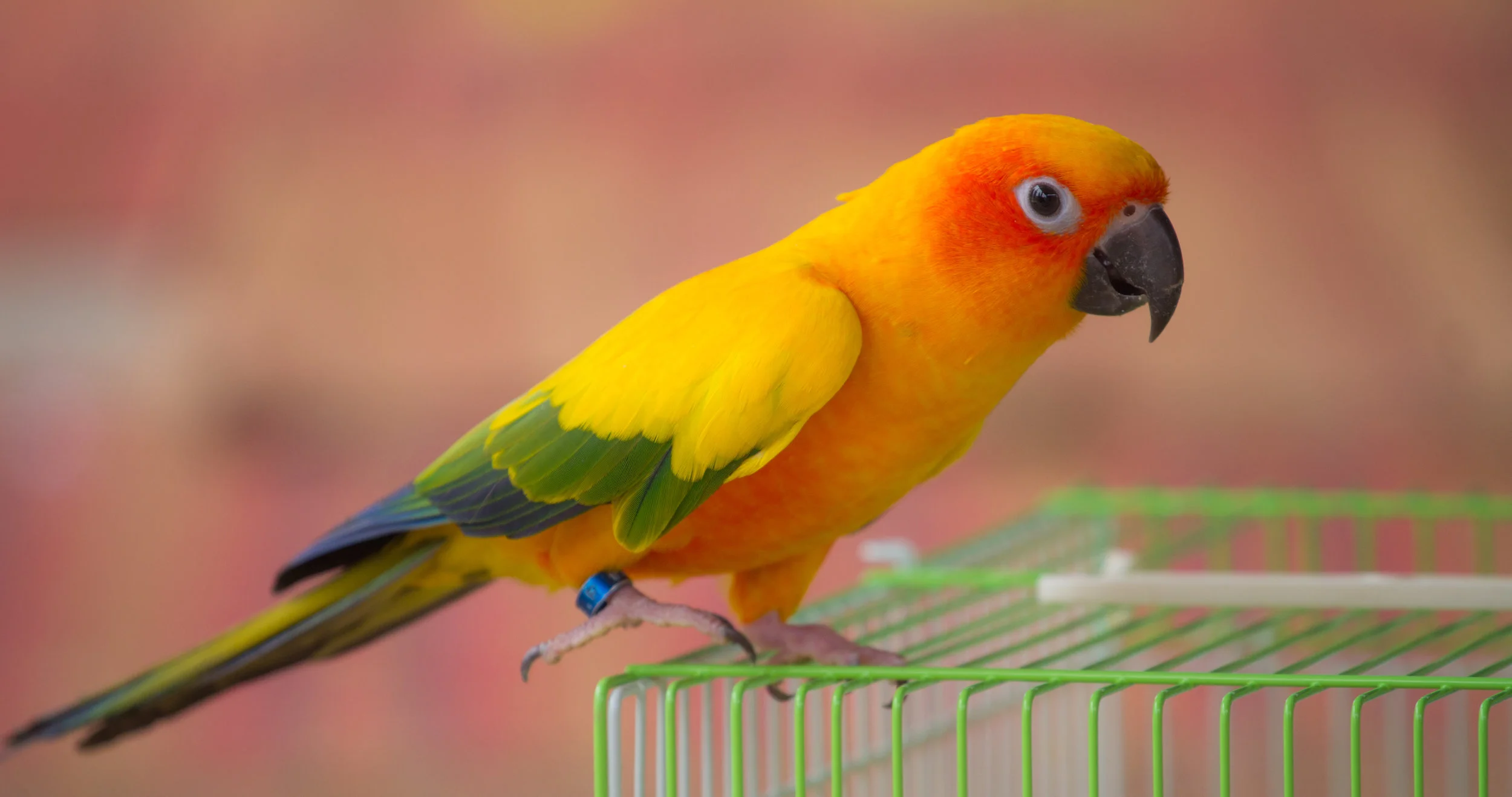 Bird with Cage - June 19, 2018.jpg