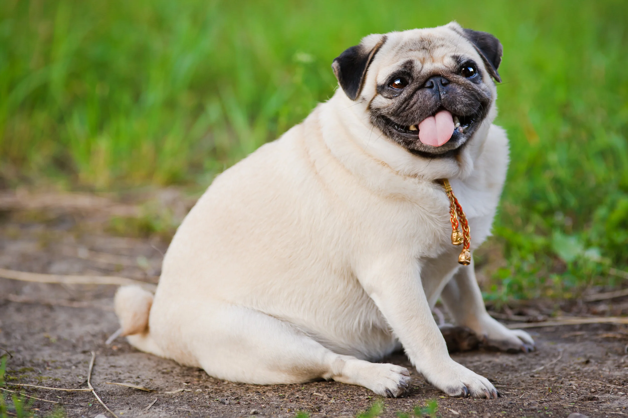 Overweight Pug - August 2, 2018.jpg