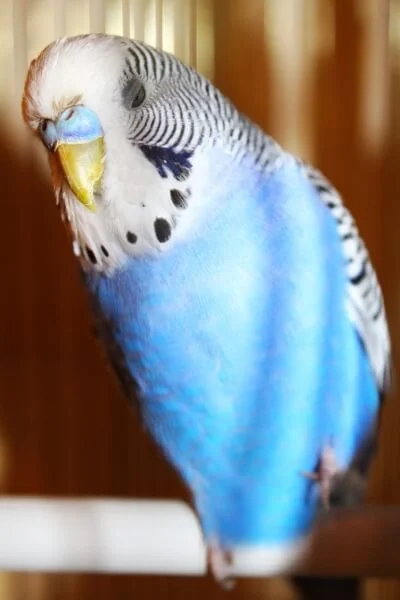 sleeping parrot.jpg