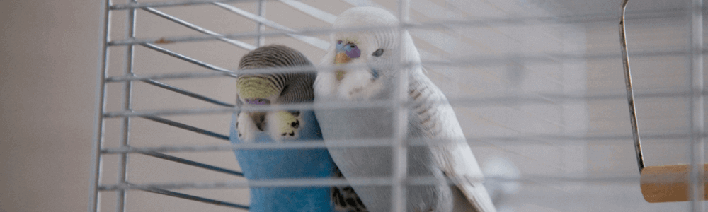 exotic parakeets