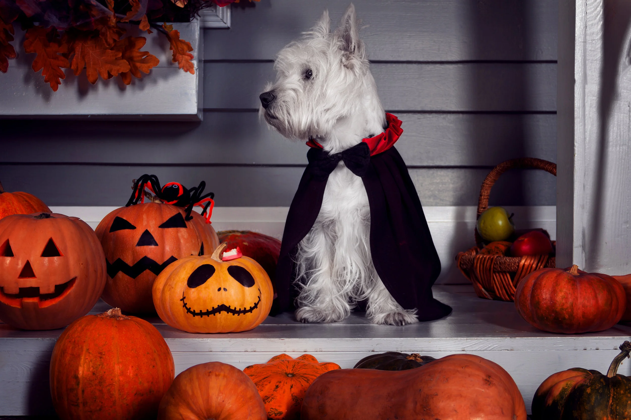 Halloween Dog - OCT 16, 2018.jpg