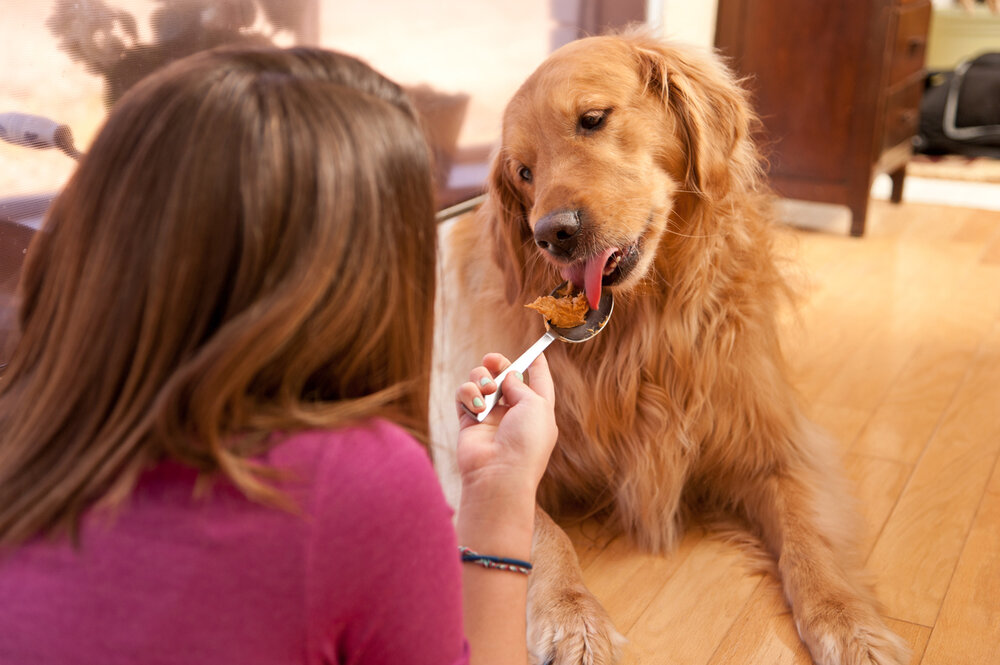dog ate peanut butter fudge