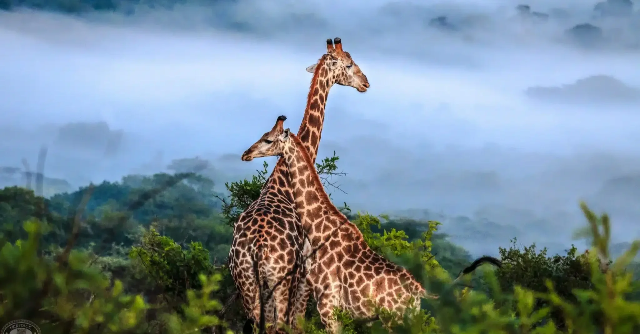 MYLS CONCIERGE | Tanzania's Serengeti National Park SAFARI