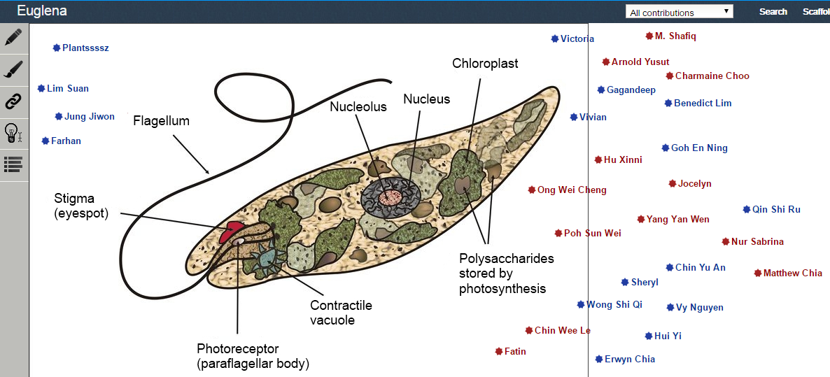 Fig. 1. KF view 'Euglena'