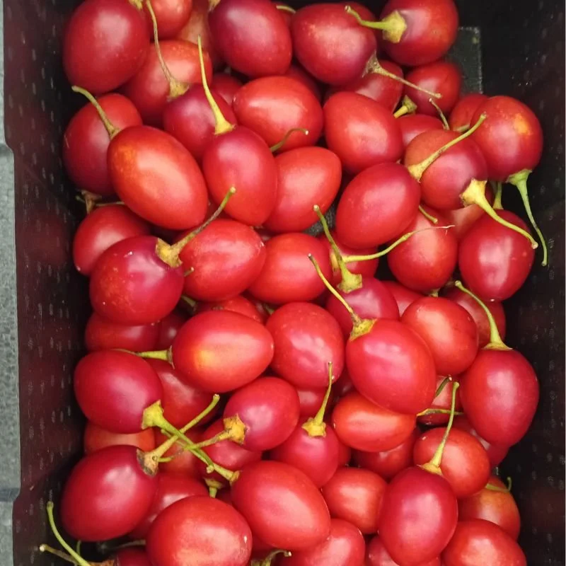 Tamarillo .jpg