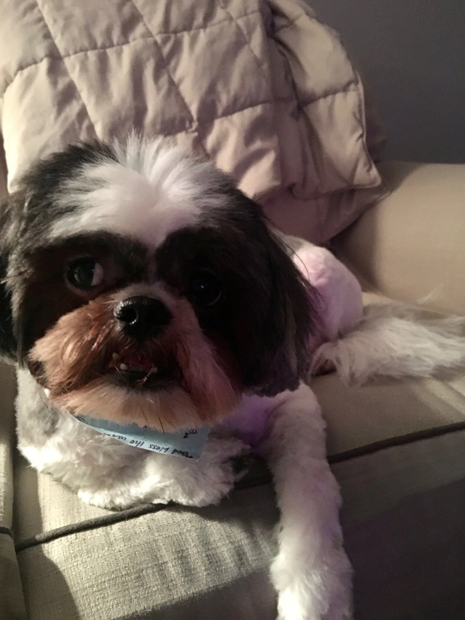 Grieving the Loss of a Pet