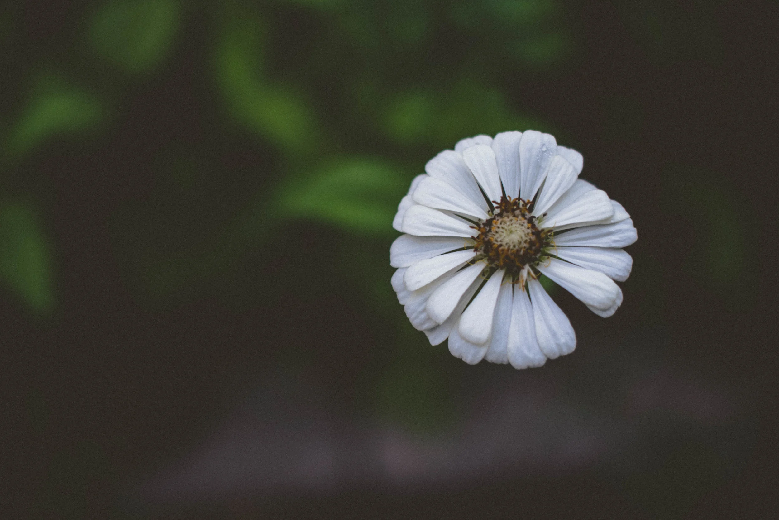 WhiteFlower-1.jpg