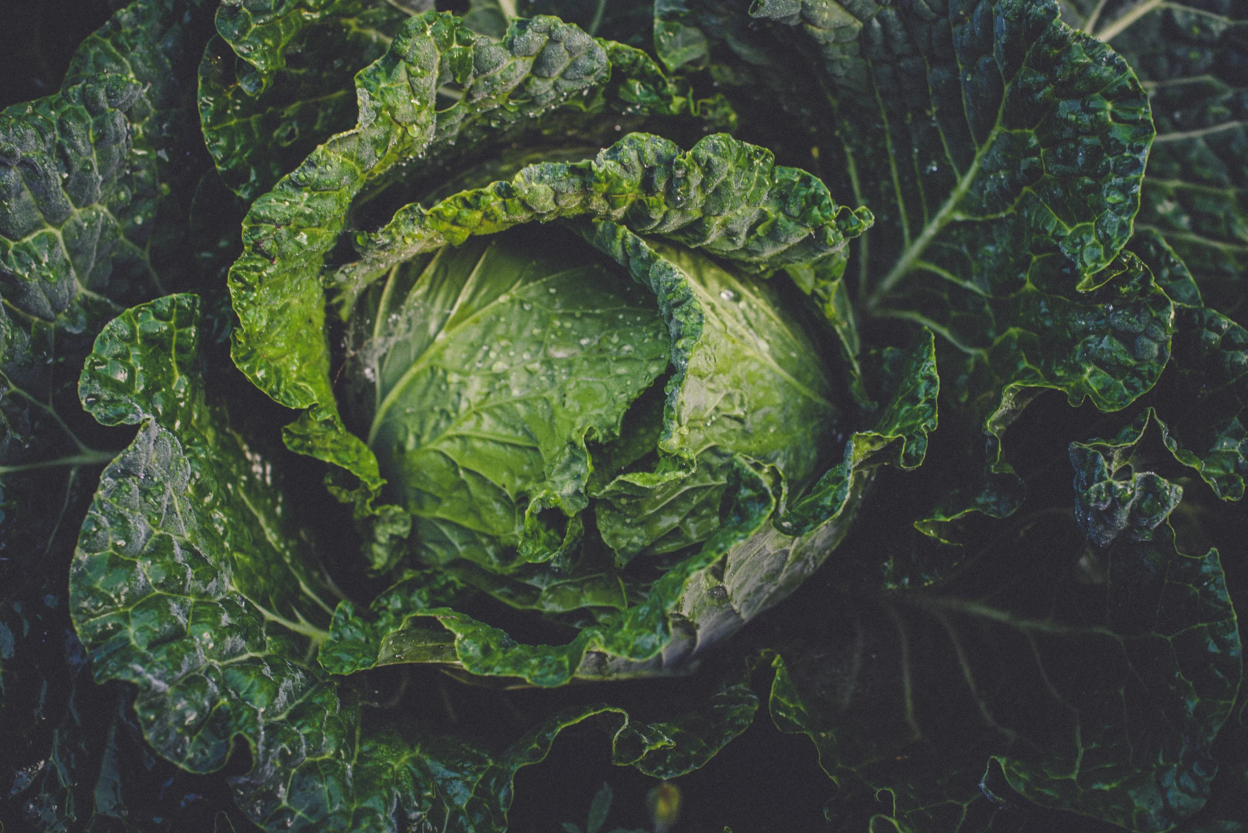 Cabbage -1.jpg